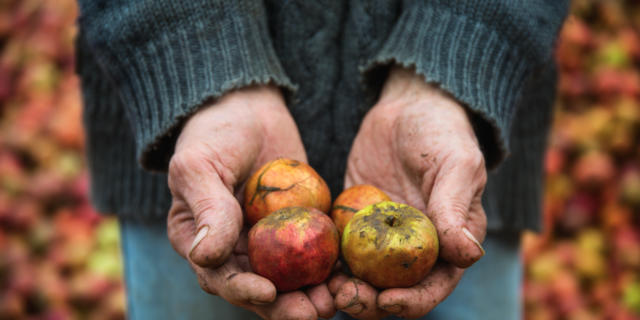 Pommes à cidre - Groult