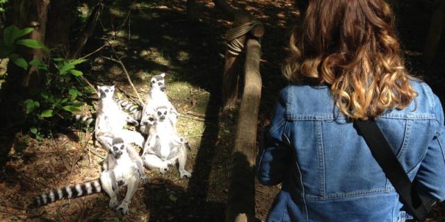 Safari Des Lémuriens Parc Zoologique Cerza Lisieux