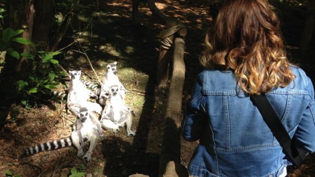 Safari Des Lémuriens Parc Zoologique Cerza Lisieux