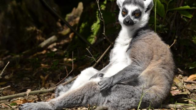 Safari Des Lémuriens Parc Zoologique Cerza Lisieux