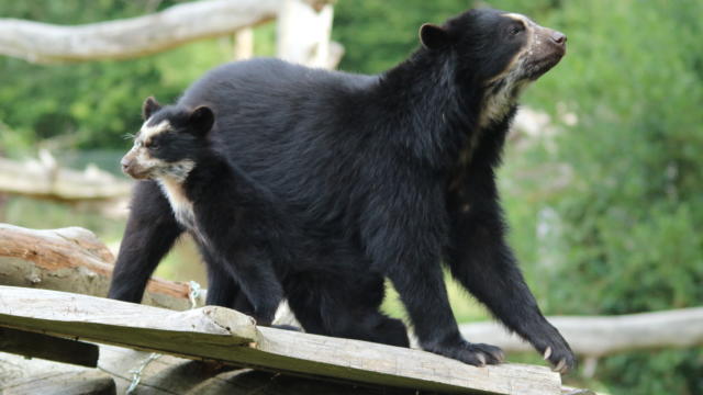 Parc Zoologique Cerza Ours