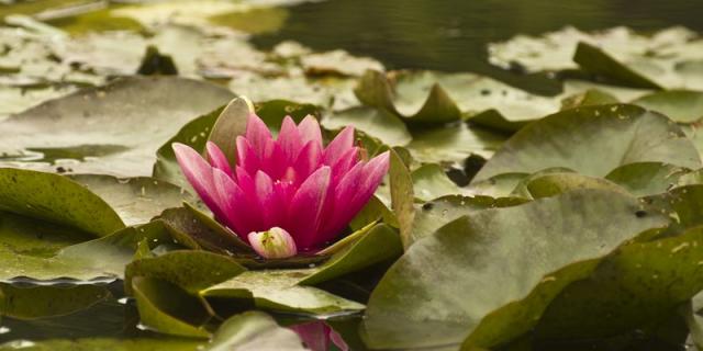 Jardins Pays D'auge Cambremer Nénuphar