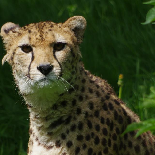 Parc Zoologique Cerza Guepard