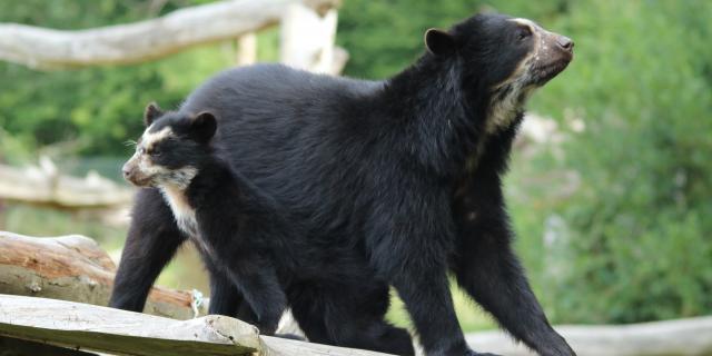 Parc Zoologique Cerza Ours