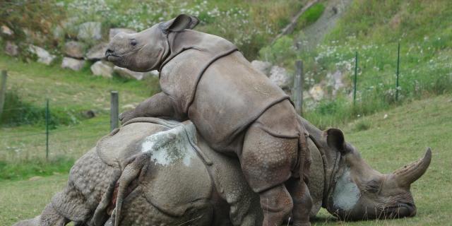 Parc Zoologique Cerza Rhinoceros