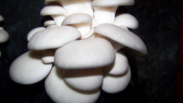 Les Champignons D'orbec Pleurote