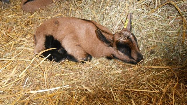 Ferme De La Biquetiere A Tortisambert Chevre Seule