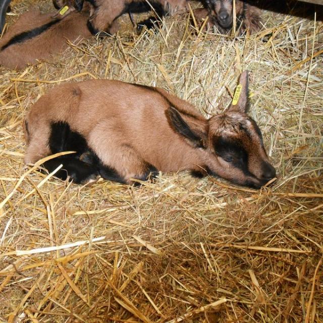 Ferme De La Biquetiere A Tortisambert Chevre Seule