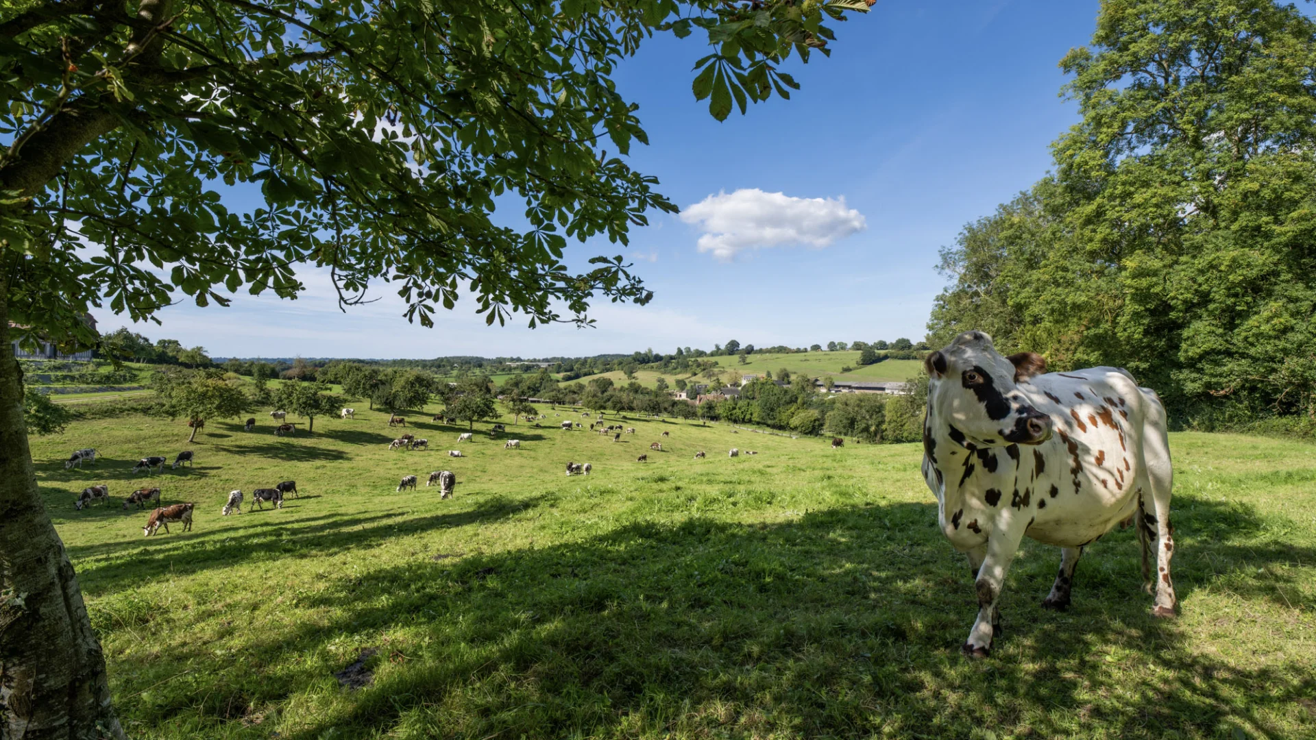 Paysage Campagne Vache Lisieux Normandie